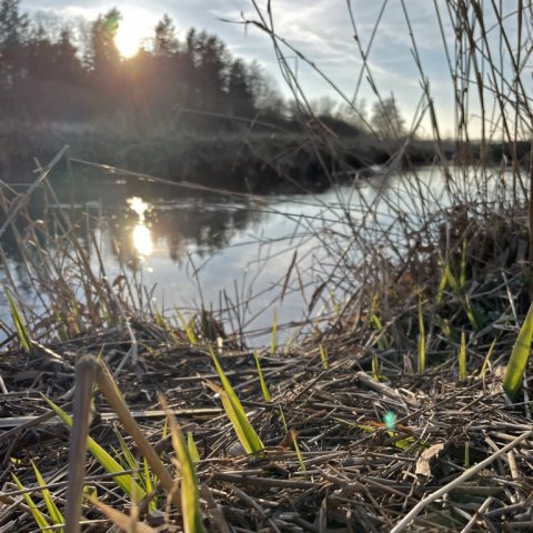 Spirende siv i aftensolen - foråret banker på