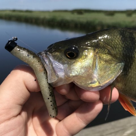 aborre perch barsch z-man trd nedrig Vestjylland vonå finesse fishing