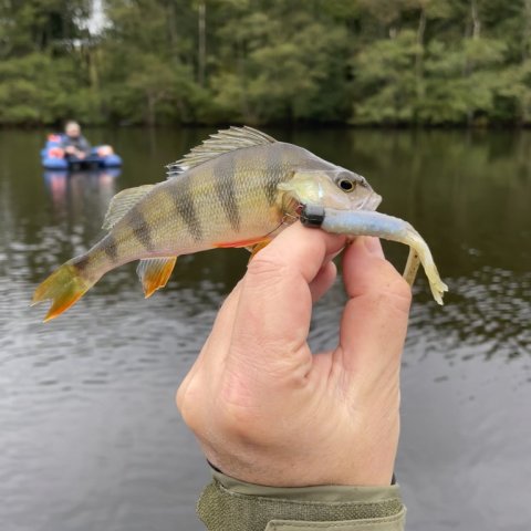 Pausefiskerens første aborre - altså ingen nultur