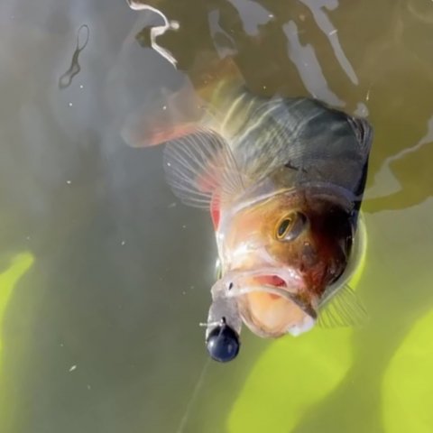 Aborre på gummi - Z-man Tiny Ticklers