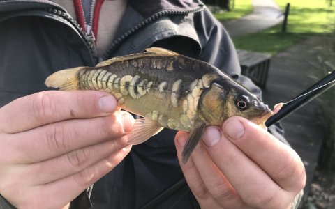 karpe karusse guldfisk medefiskeri