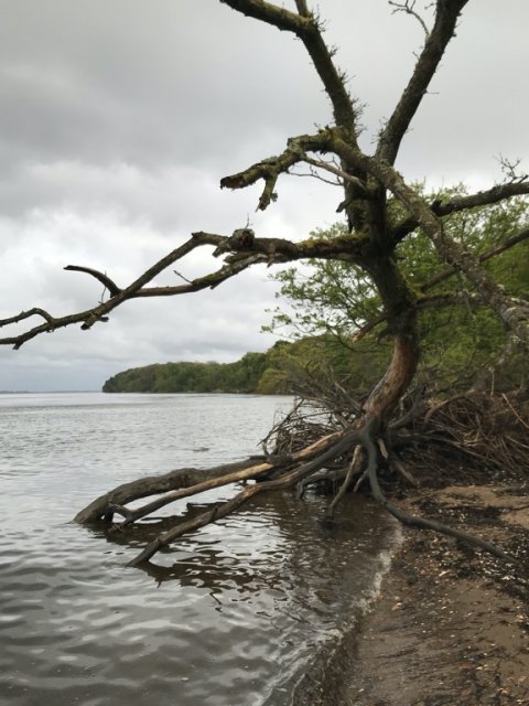 limfjorden havørred hornfisk