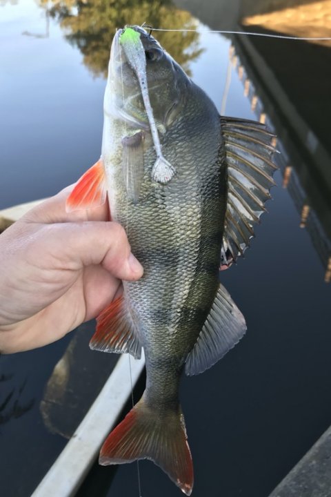 vonå aborre perch barsch dropshot fiskeri Vestjylland