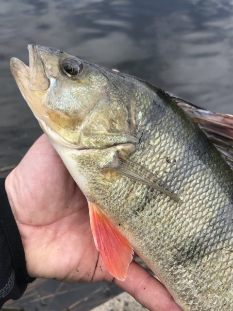 barsch perch vestjylland vonå aborre 