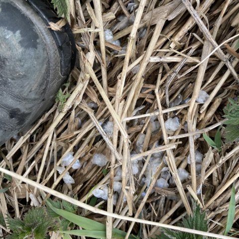 Skæl på bredden - tegn på fredfisk og-eller røvere?