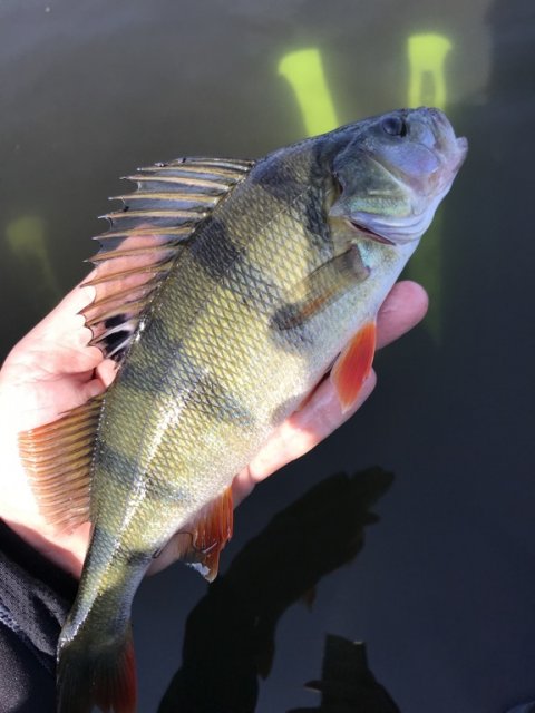 30 cm aborre kanalen mellem de 2 fjorde