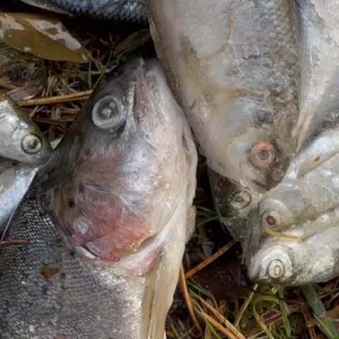 Frosne agnfisk til deadbaitfiskeri