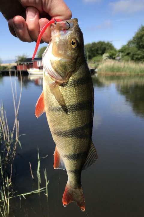 dropshotfiskeri aborre vonåen