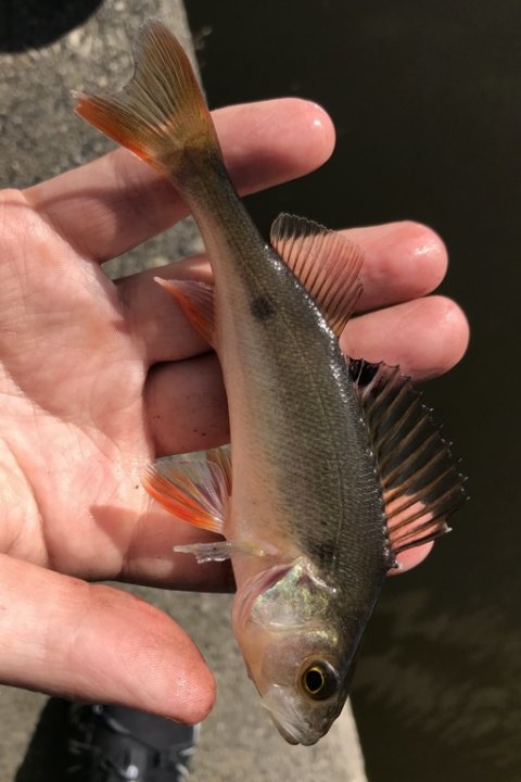 aborre uden striber vonå ormefiskeri