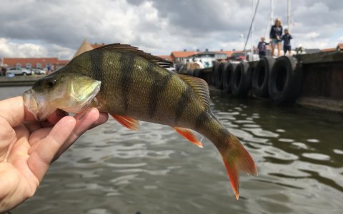 aborre ringkøbing havn barsch perch vestjylland
