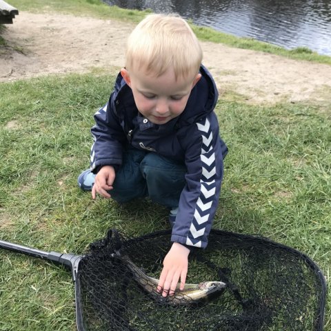 Williams første regnbueørred