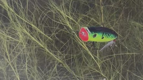 Grøden stod højt i søen - så popperen var den oplagte løsning