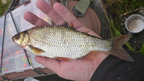 skalle medefiskeri majs flådfiskeri vestjylland