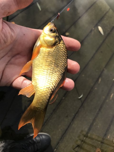 karusse karpe guldfisk medefiskeri