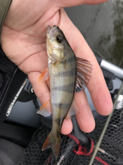 små aborrer er også fisk