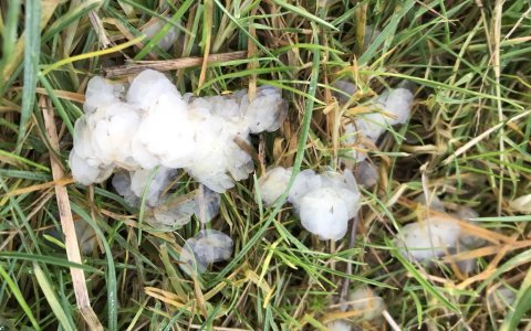 Geddefiskeri fiskeskæl ikke alle dyrker catch and release