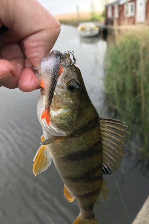 lystfiskeri vestjylland gummiorm