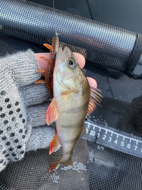 Første perca fluviatilis til Pausefiskeren