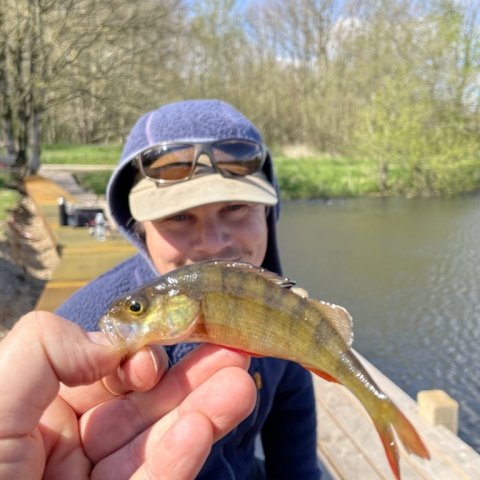 Endeligt en fisk - aborre fra børnehaveafdelingen på orm