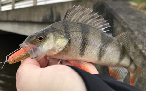 aborre barsch perch carolina-rig Vestjylland lystfiskeri