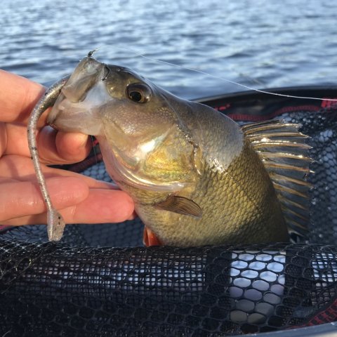 aborre fiskeri ringkøbing fjord vestjylland