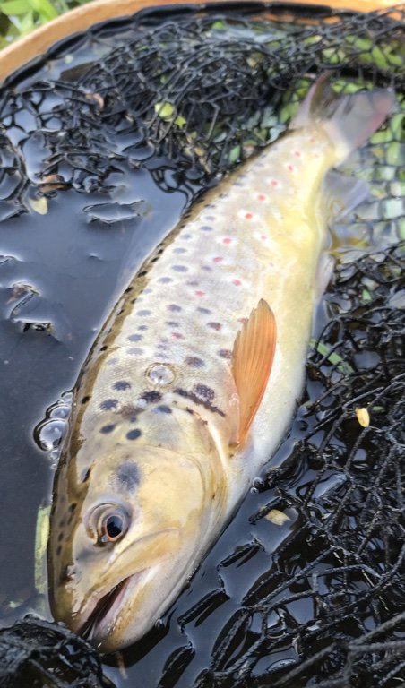 bækørred hover å vestjylland fiskeri