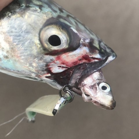 makrel kroget gylp brisling 