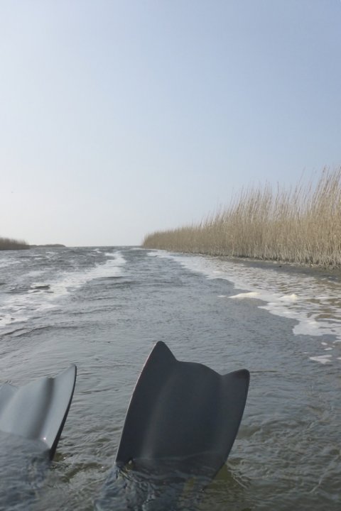 flydering ringkøbing fjord