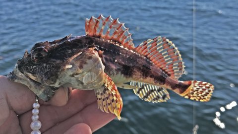 ulk københavner langelandsbæltet fiskeri rødspætte felix