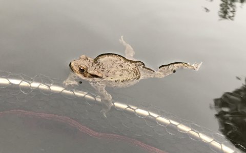 frø tudse sø natur østjylland