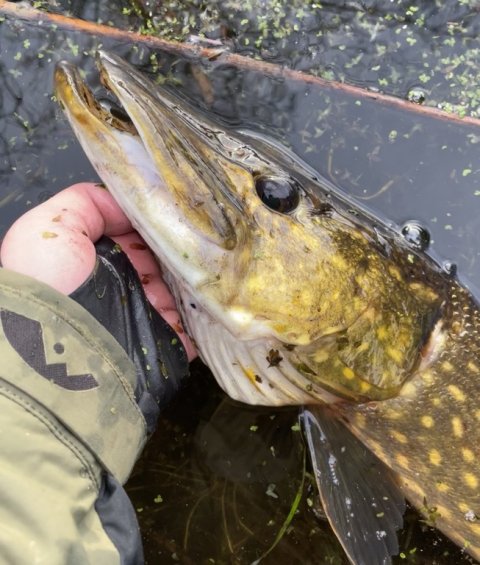 Gedde - Esox lucius - mosens hersker