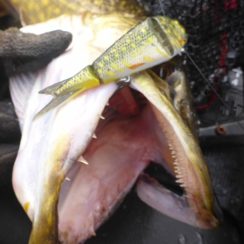 gedde savage gear 4Play