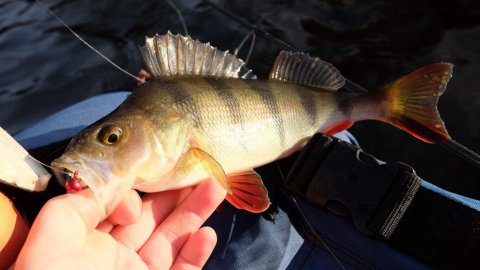 Flere striber i flyderingen