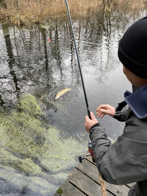 Gedde sigtes af Kasper fra FiskeFoto.dk