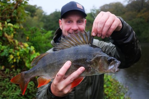 aborre trofæ fiskeri skovsø livebait