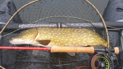 vision fly fishing gedde pike hecht fluefiskeri Borbjerg møllesø 