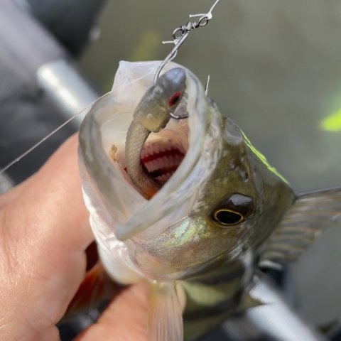 Aborre på gummi - Vestjylland