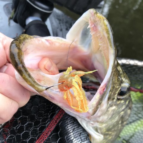 gedde esox westin crecraw catch and release 