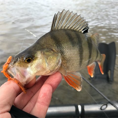 aborre perch barsch angeln fiskeri visit vestjylland ringkøbing fjord