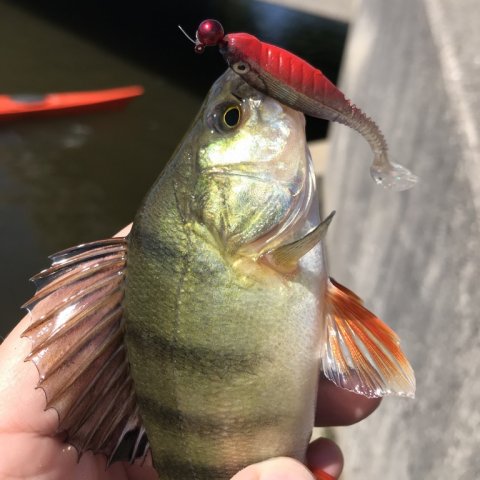 aborre vonåen gunki grubby shad