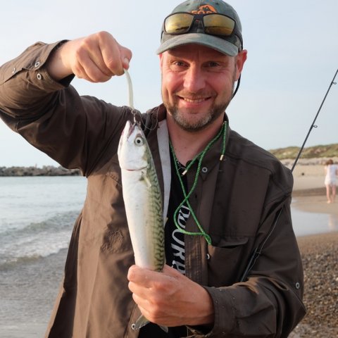 makrel vestkysten kystfiskeri thorsminde