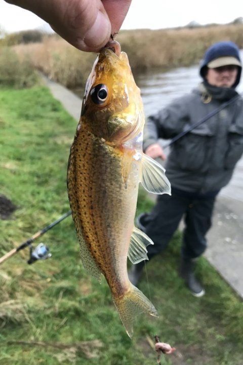hork medefiskeri vonåen vestjylland