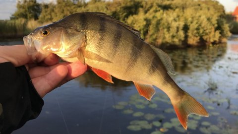 Perca fluviatilis