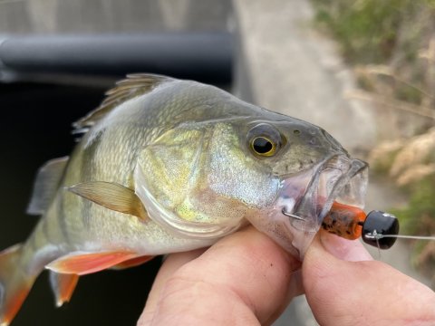 Vonåens sortstribede røver - aborre på gummi