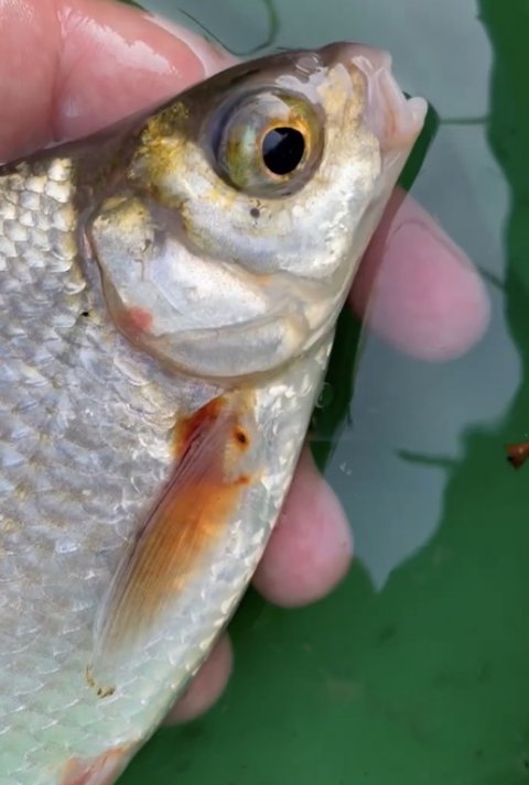 Overraskelse i søen - en flire