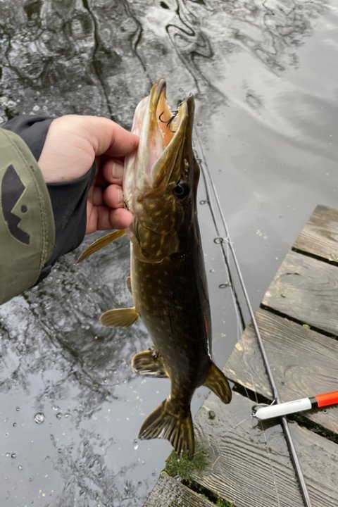 Geddefangst - en af mosens mindre skarptande