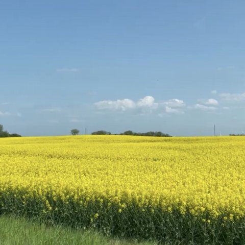 Når rapsen blomstrer - så hugger hornfisken