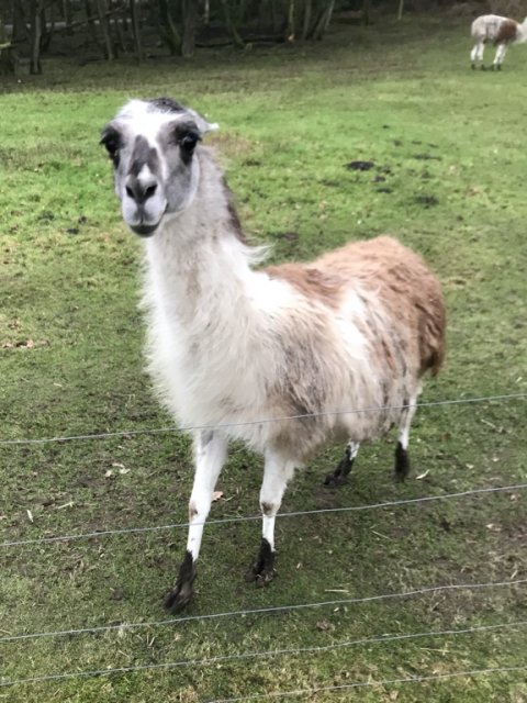 lama Borbjerg møllekro møllesø gedde fiskeri