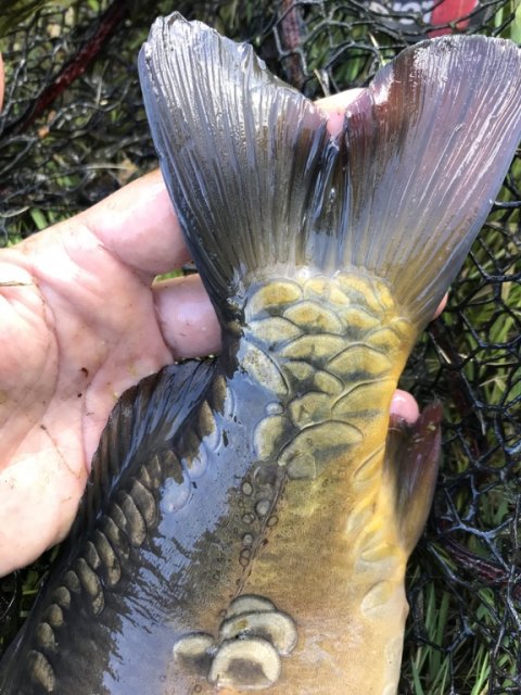 skæl guld spejlkarpe