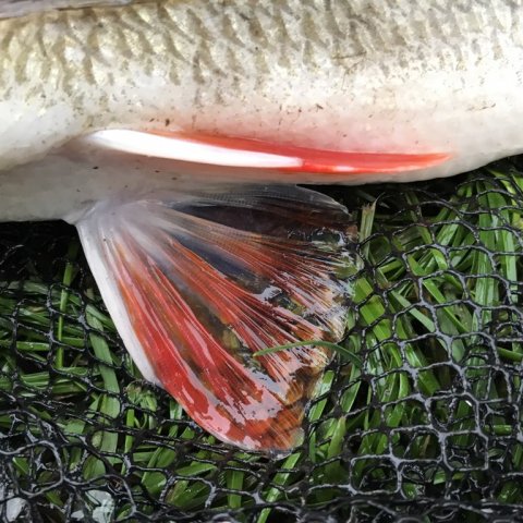 aborrefiskeri pr fiskeri skovsø